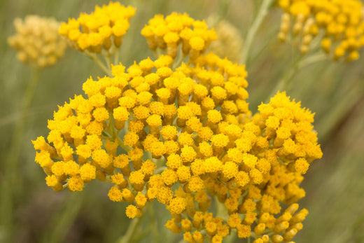 How Helichrysum ‘Immortelle’ Repairs Scars, Sun Damage & Discolouration — RENEWAL Skincare