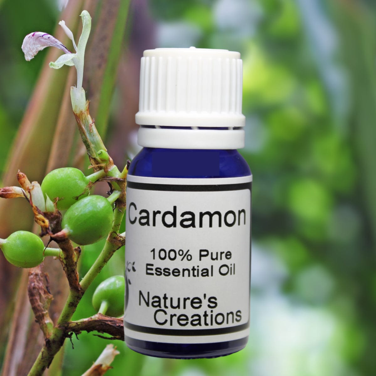 Cardomon Essential Oil - Natural Beauty Skincare® - Nature's Creations - Shop Online