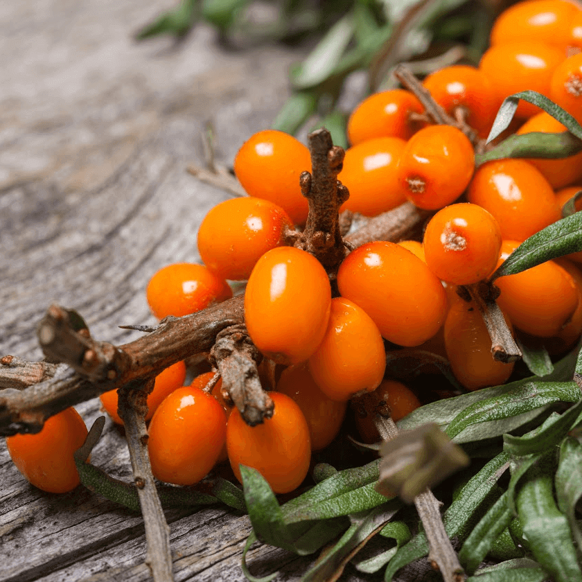 Organic Seabuckthorn Fruit Oil - Natural Beauty Skincare® - Nature's Creations - Shop Online