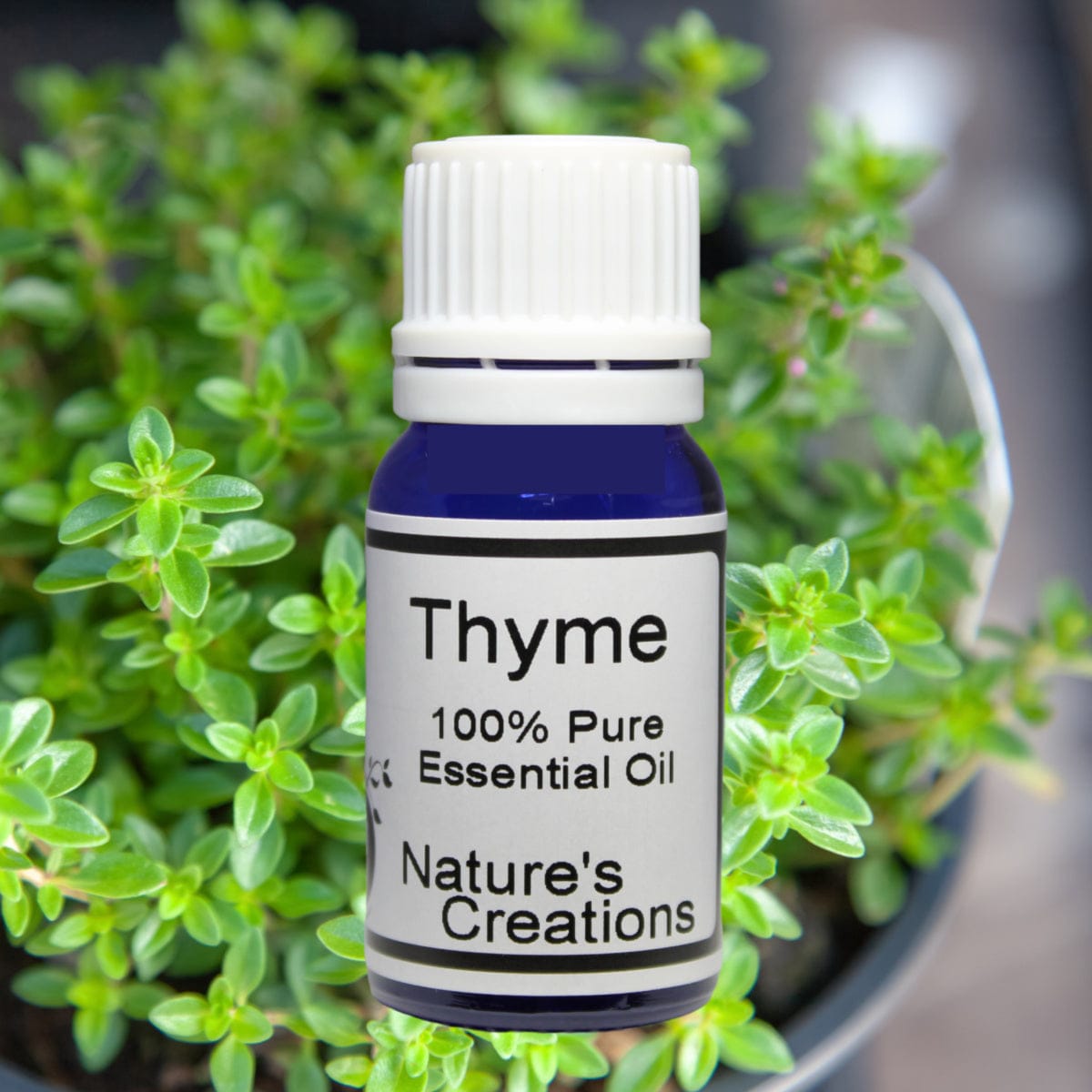 Thyme Essential Oil - Natural Beauty Skincare® - Nature's Creations - Shop Online