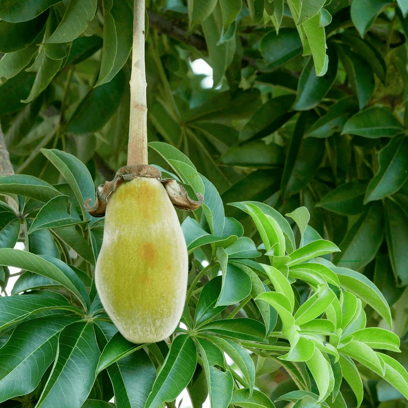 Organic Baobab Fruit Oil - Natural Beauty Skincare® - Nature's Creations - Shop Online